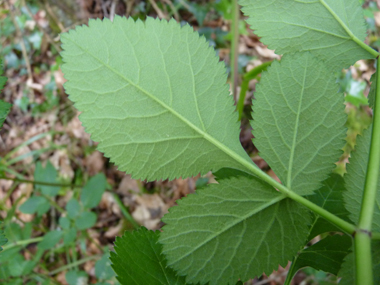 Verso des feuilles. Agrandir dans une nouvelle fenêtre (ou onglet)